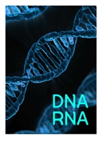 DNA RNA (ü,  ߻)